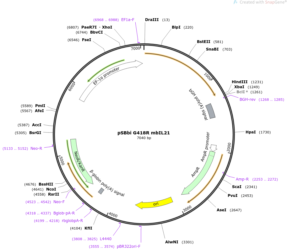 pSBbi G418R mbIL2质粒图谱